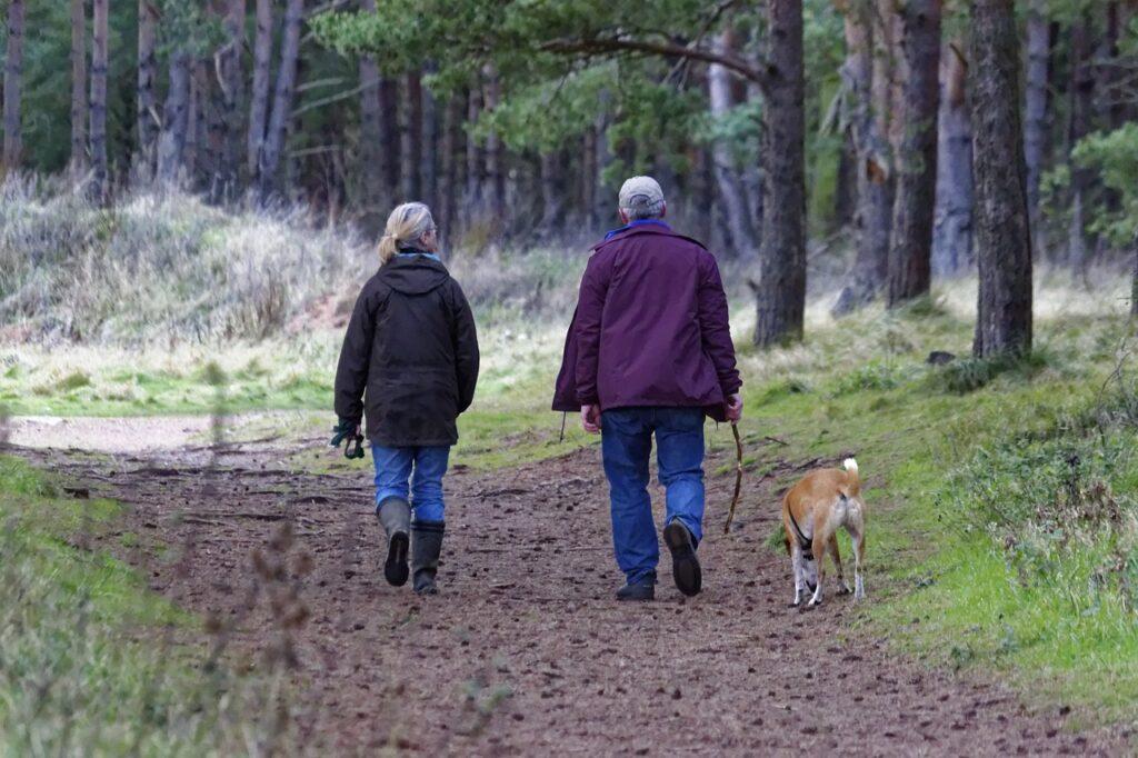 dog walking, dogs, pet