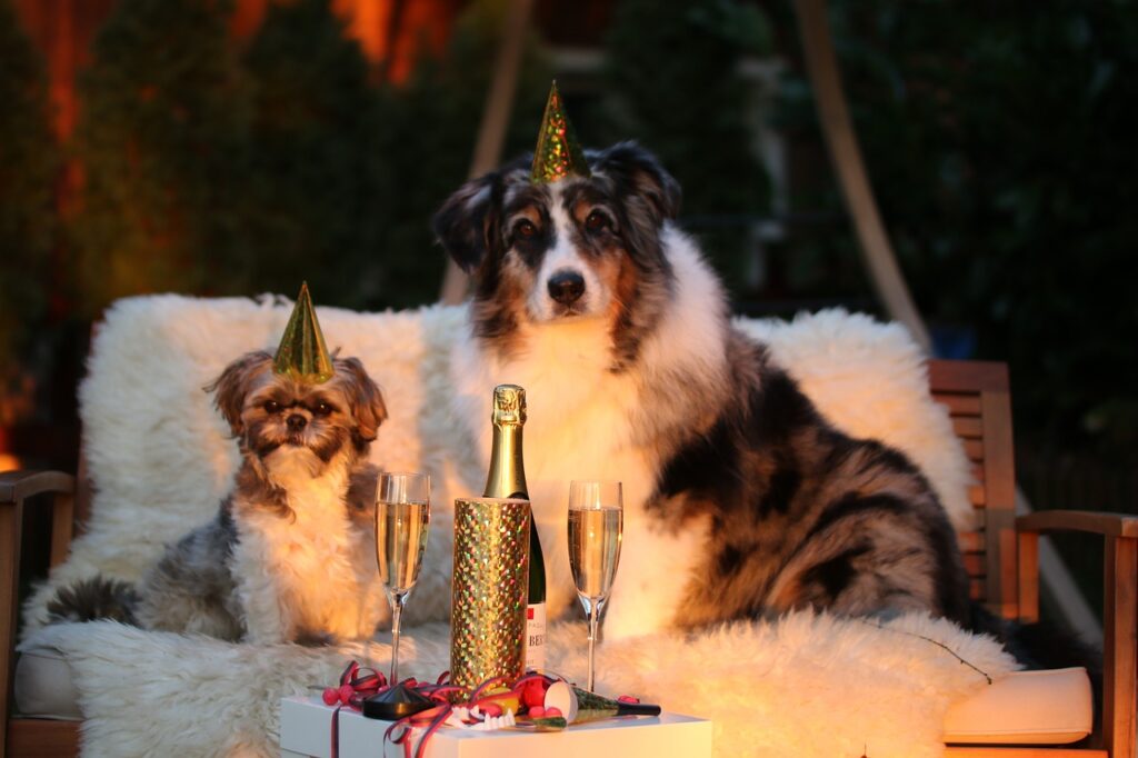 new year's day, sylvester, new year's eve 2015