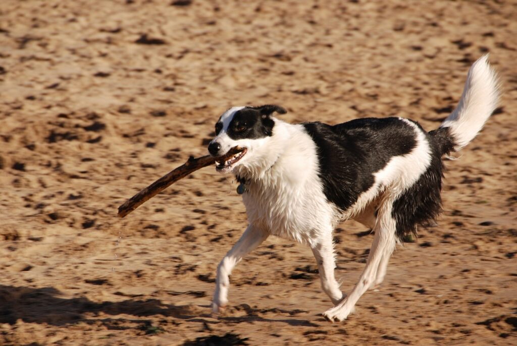 dog, stick, running