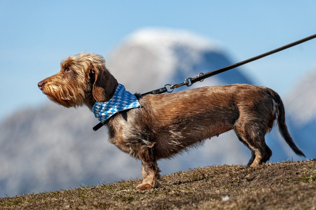 dog, pet, leashed
