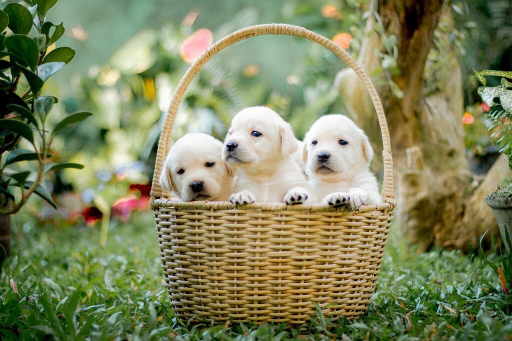 animals, puppy, nature