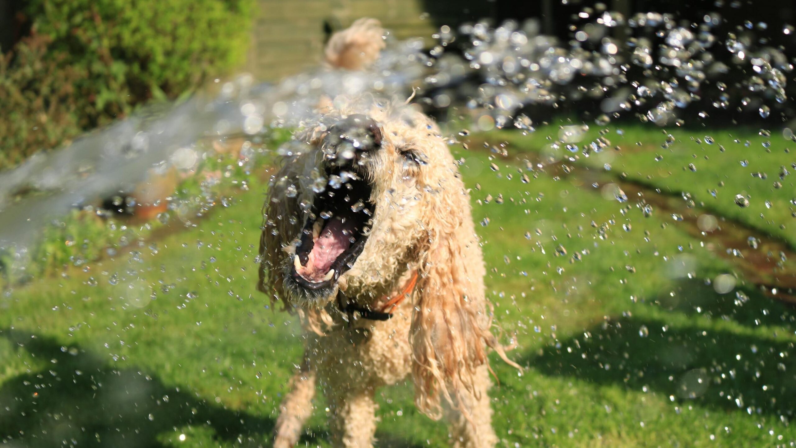Soaked Wet Long-coated Dog Opens Mouth at Water Streams on Green Grass