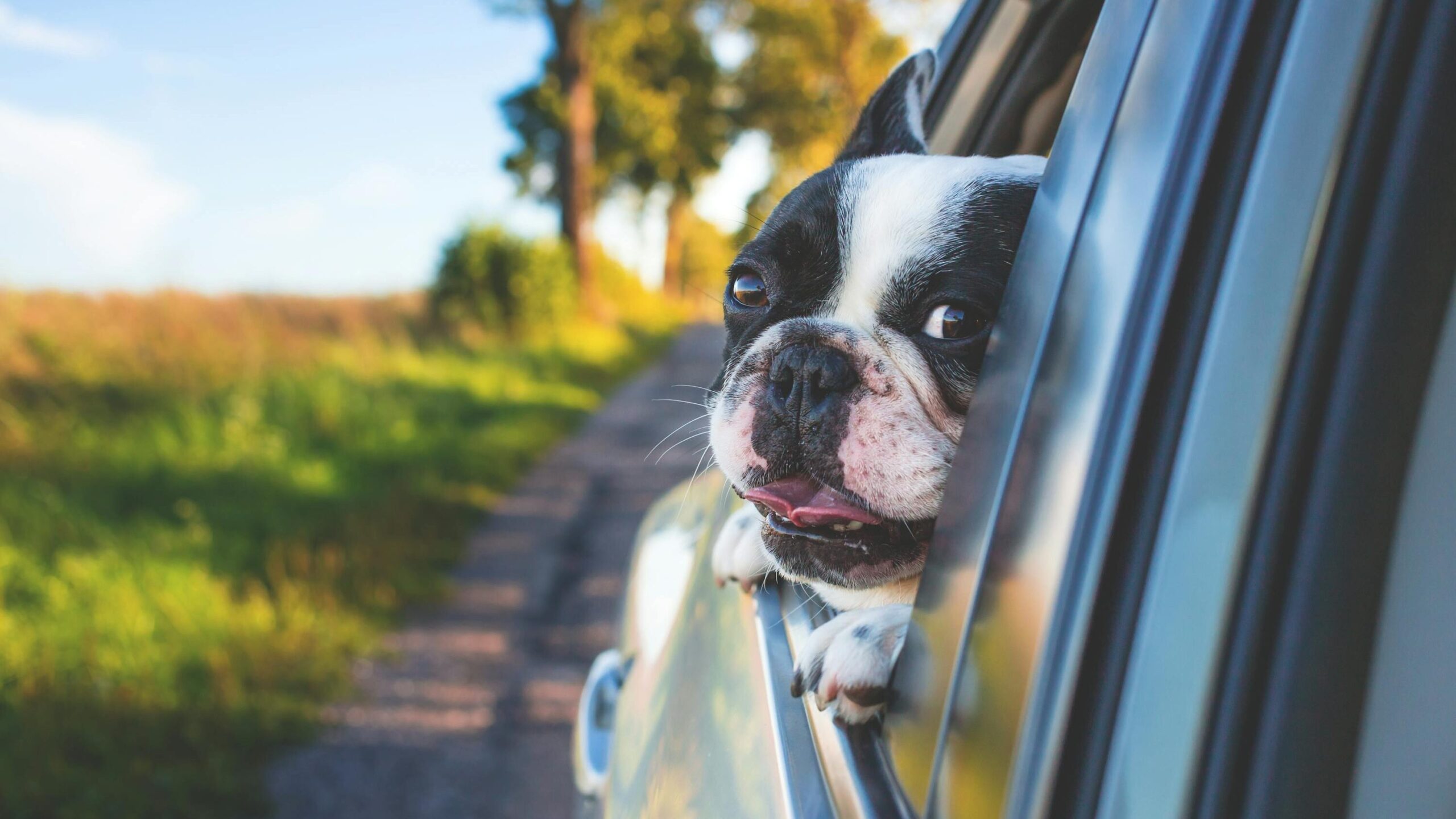 White and Black Short Coat Puppy on Black Window Car