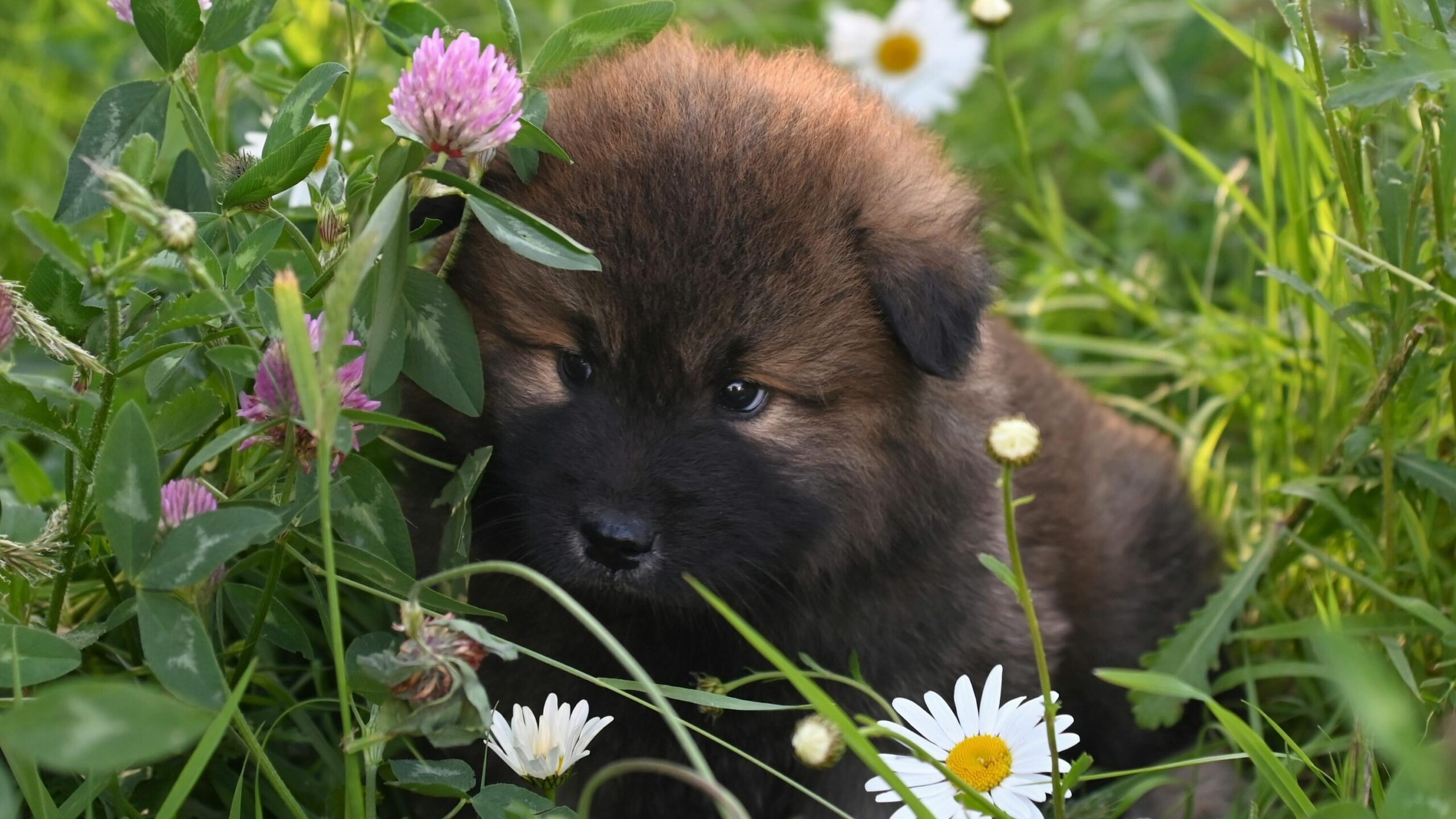 A Little Dog Among Flowers