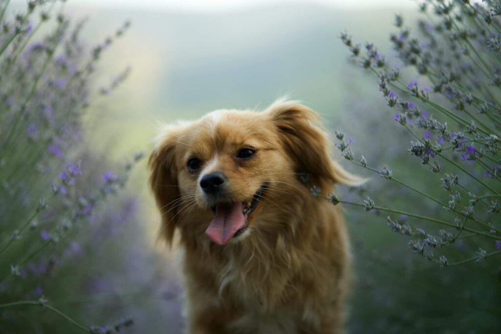 Dog Walking among Lavender Plant