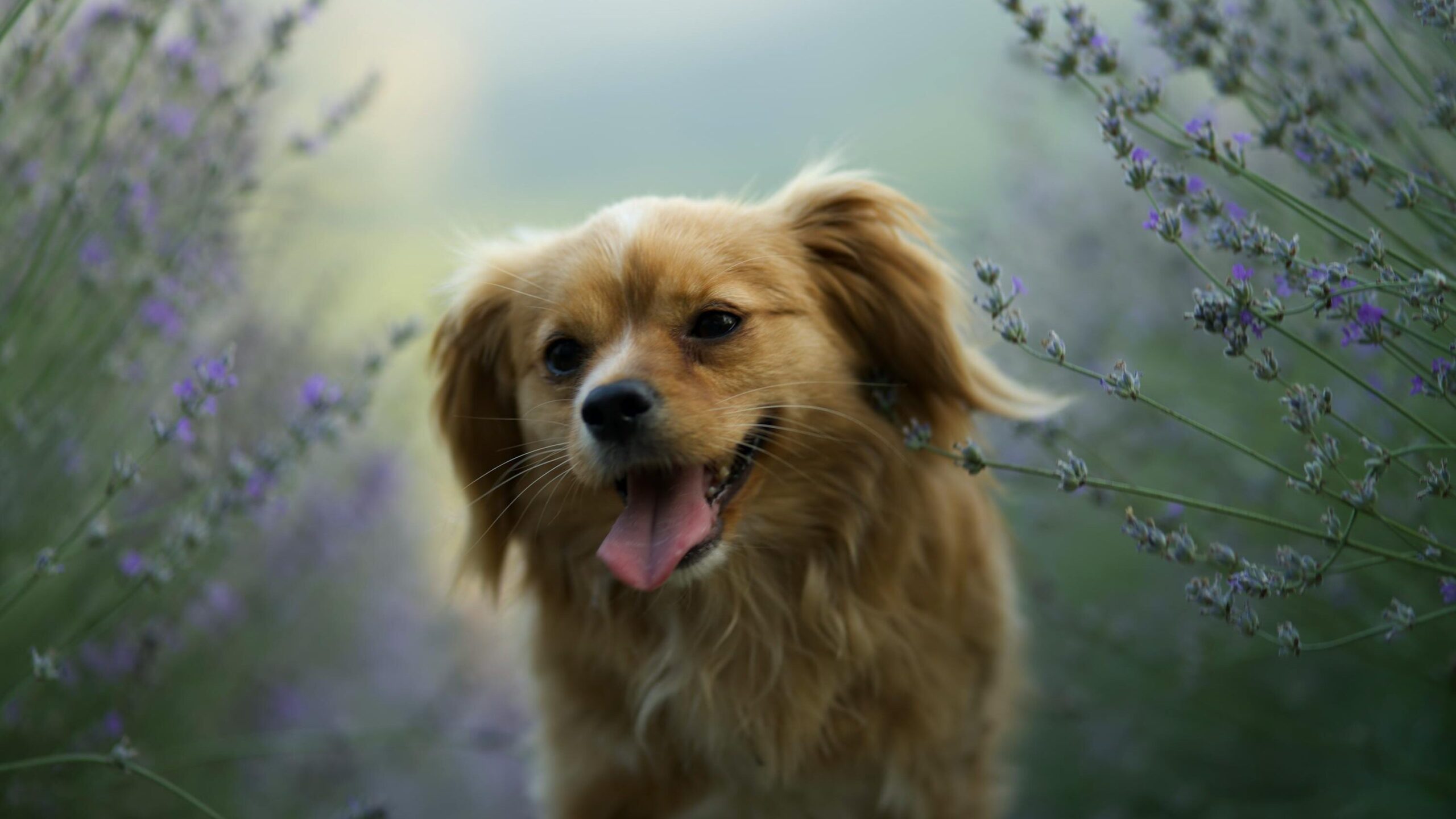 Dog Walking among Lavender Plant