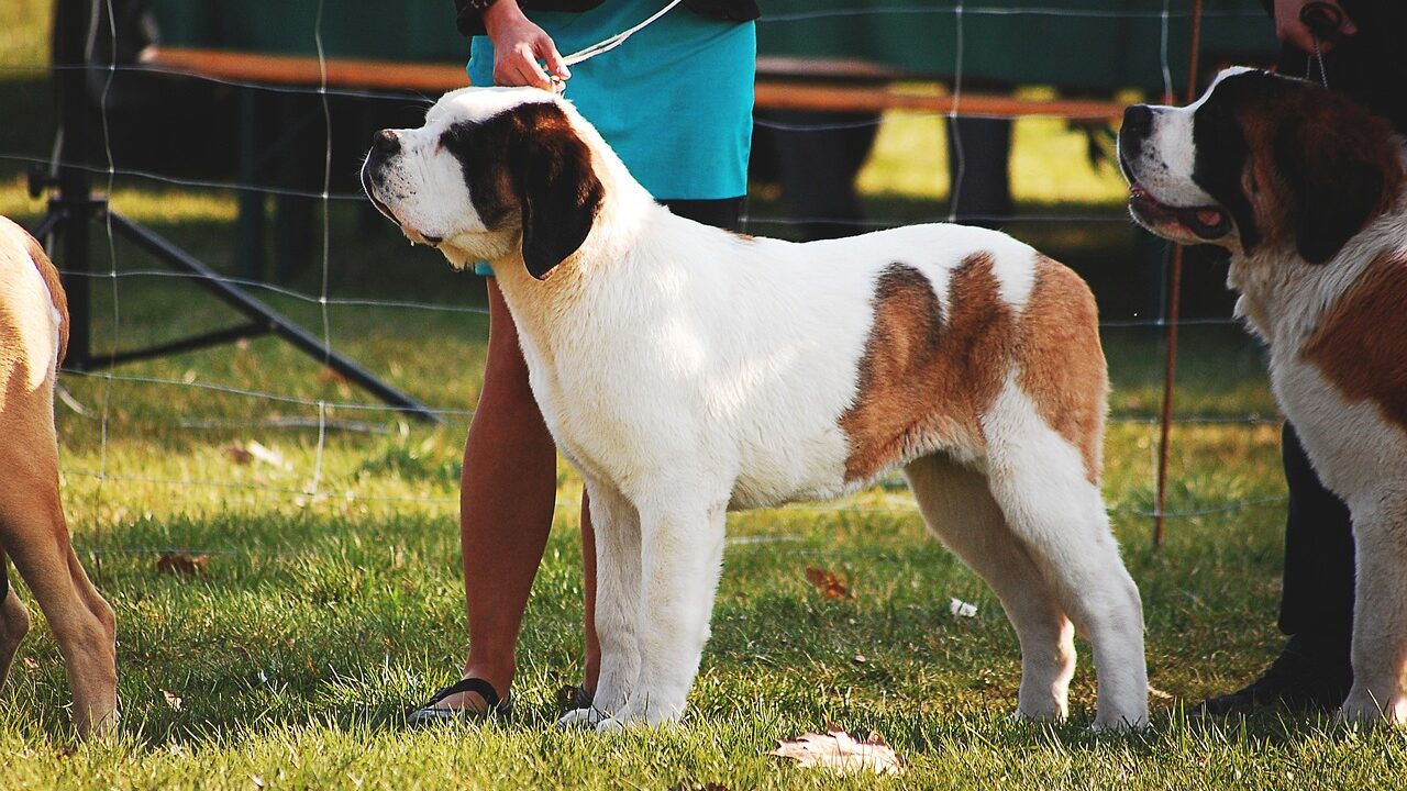 dog, doggy, exhibition