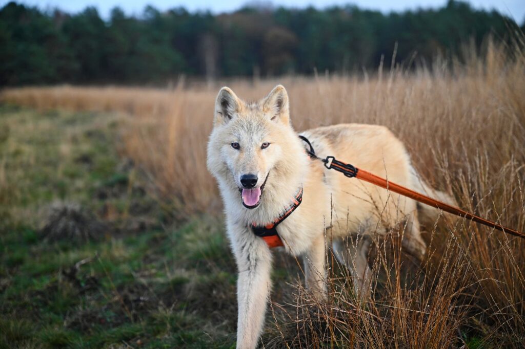 wolfdog, nature, leash