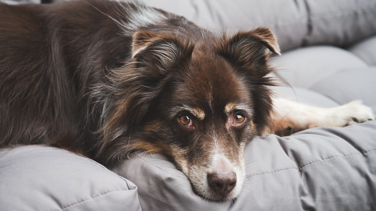 australian shepherd, dog, nature