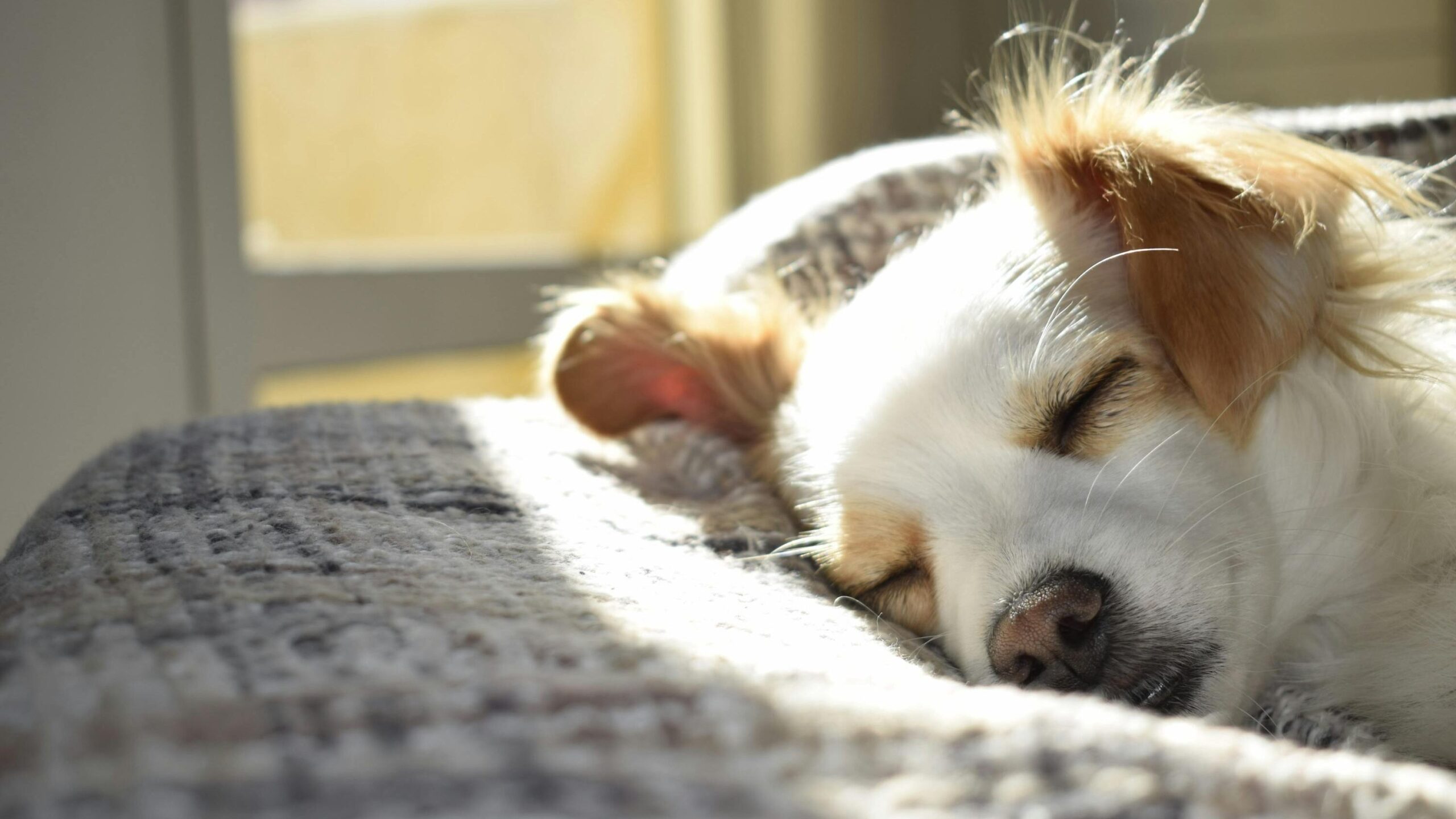Closeup Photography of Adult Short-coated Tan and White Dog Sleeping on Gray Textile at Daytime