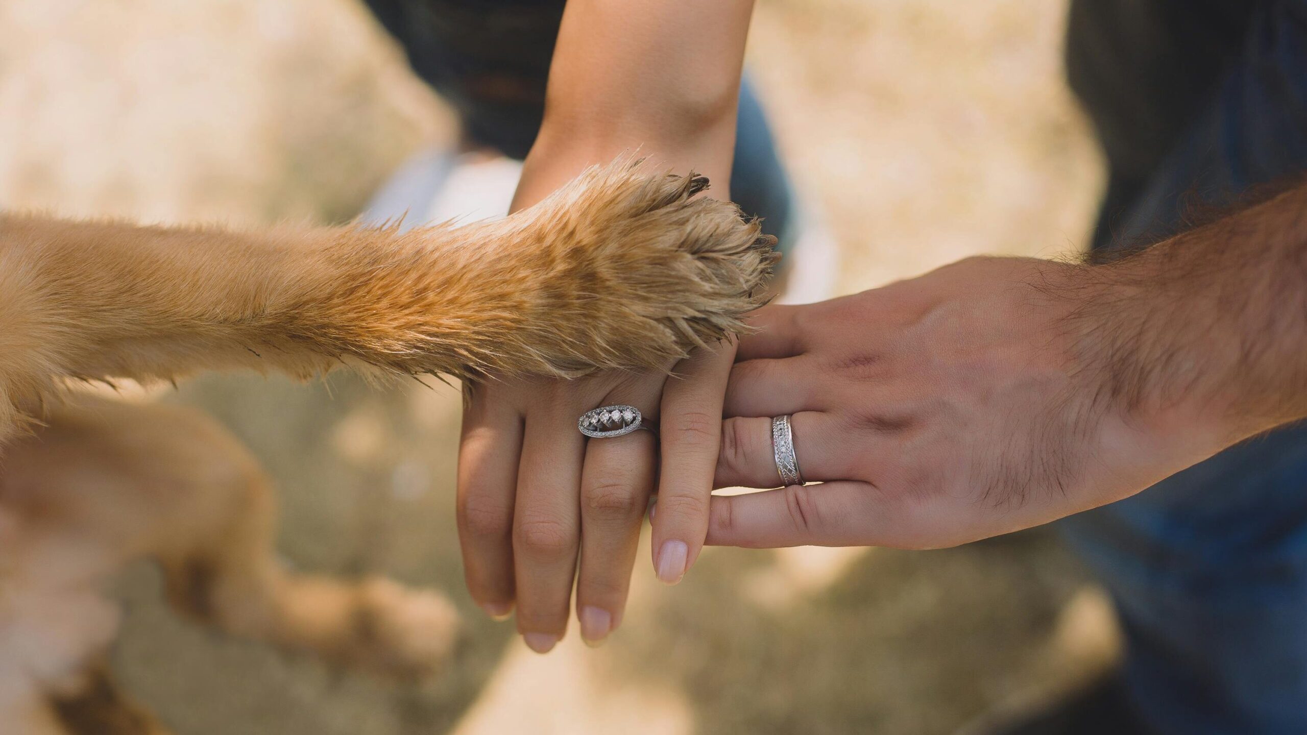 Two Person With Rings on Ring Fingers