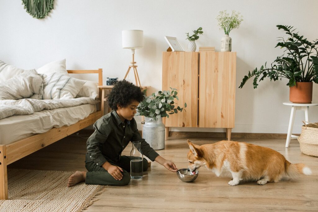 little boy, feeding time, corgi