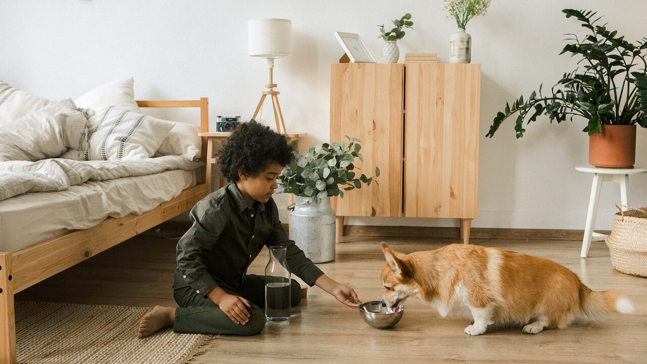 little boy, feeding time, corgi