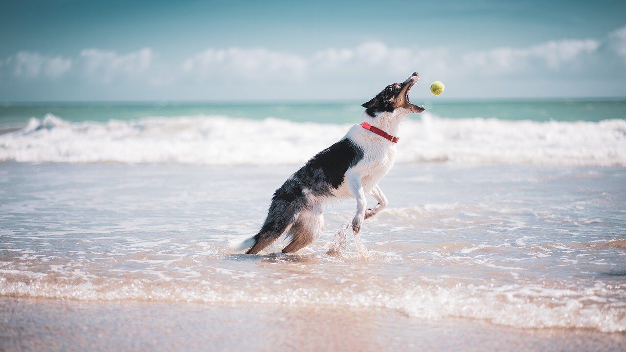 border collie, dog, beach