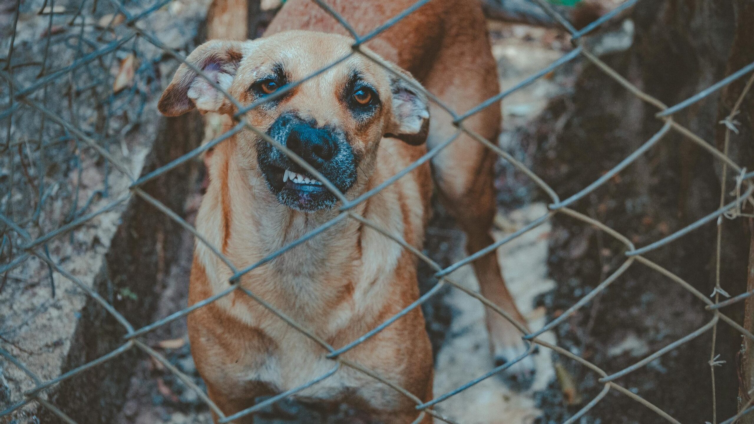 Dog Beside Chain Link Wall