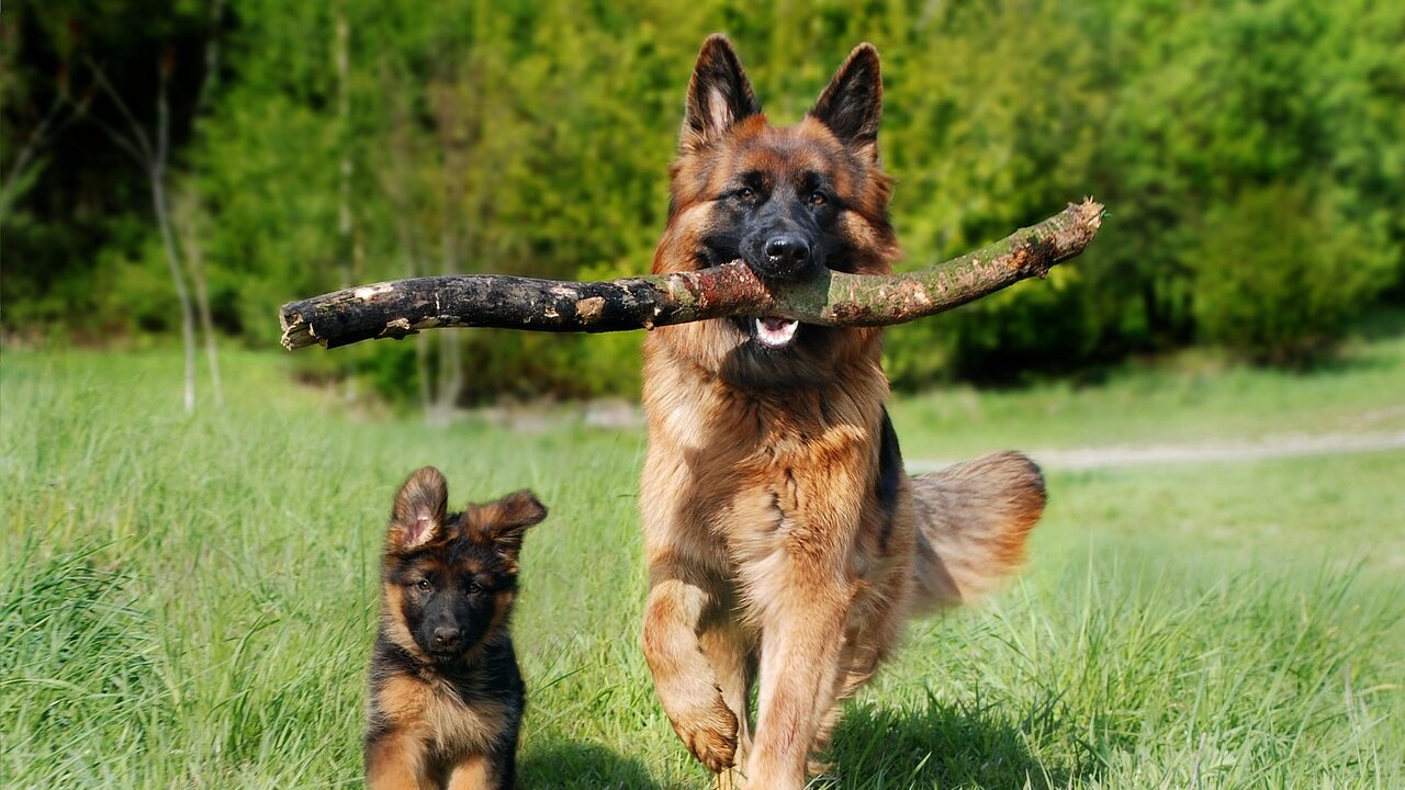 shepherd dog, dog, domestic animal