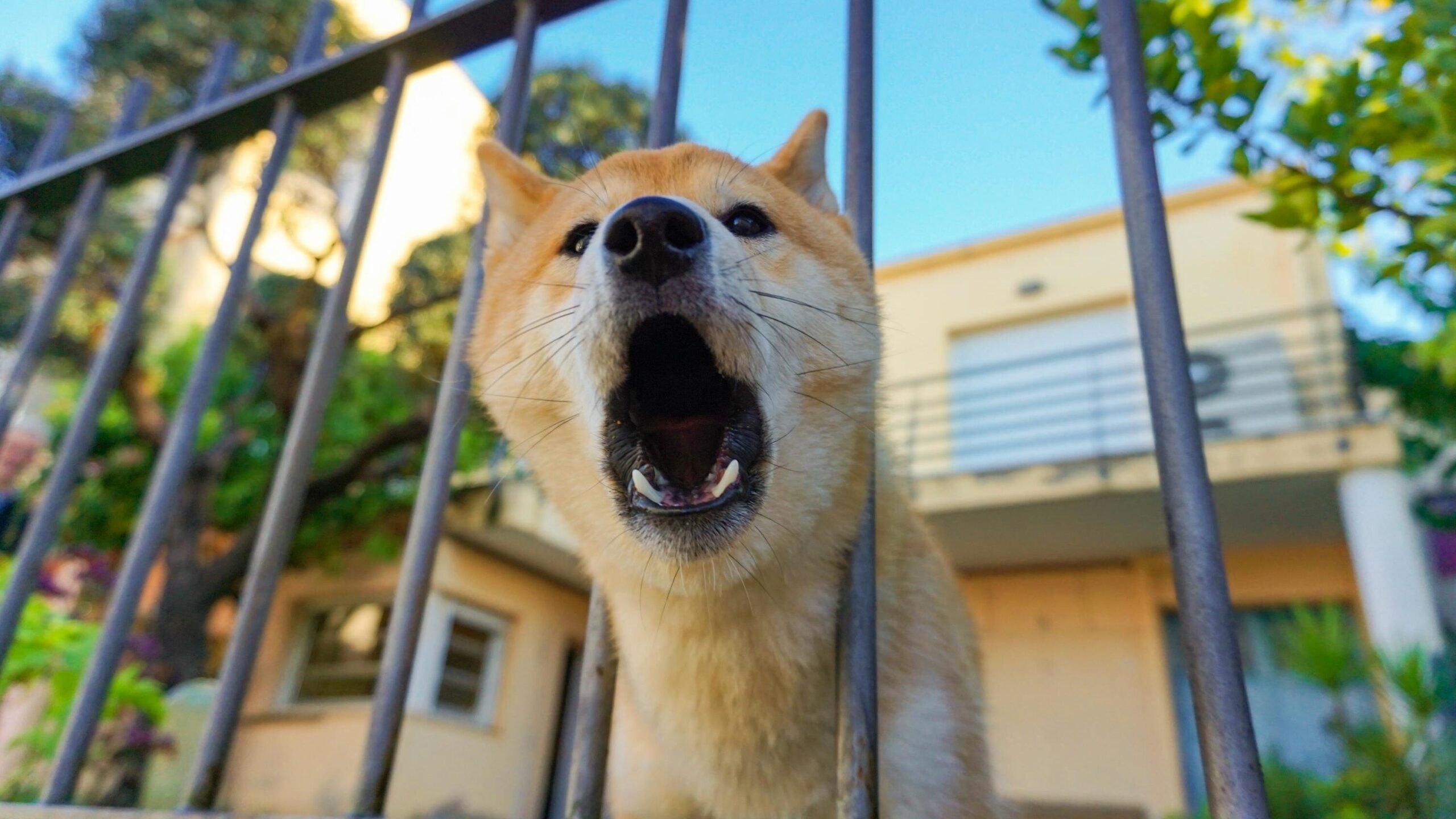 A Dog Barking Near a Metal Fence