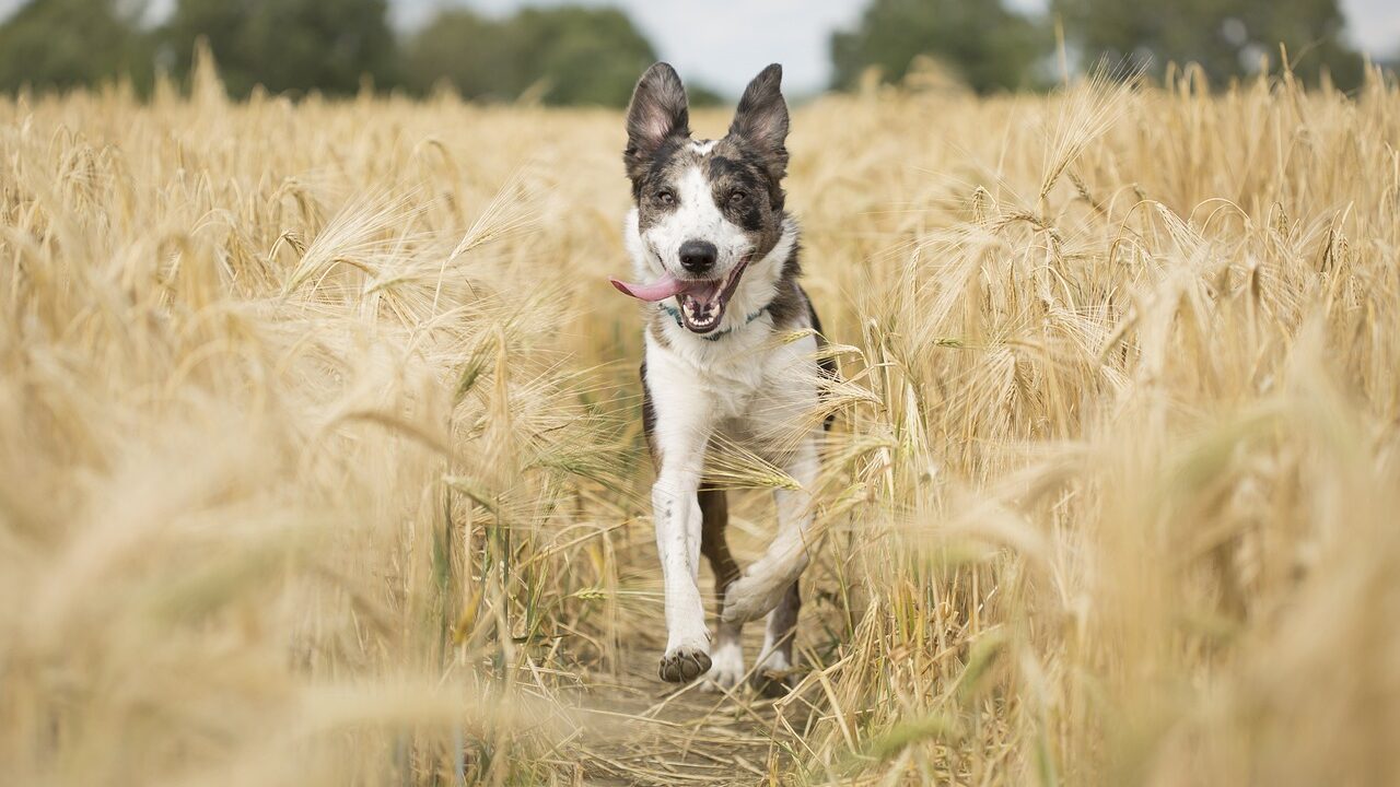 dog, pet, animal