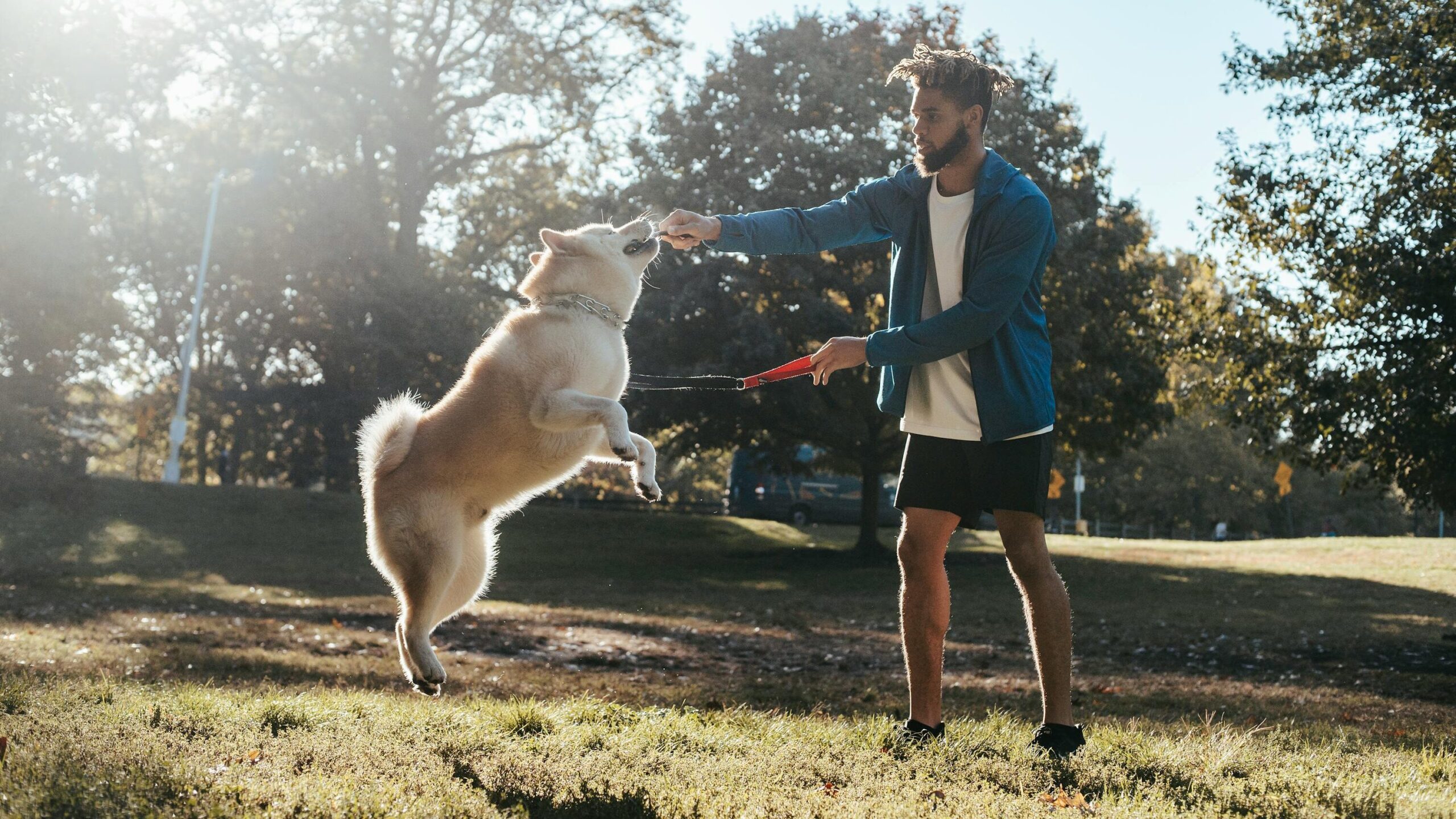 Side view of young African american guy in trendy sportswear training adorable Akita dog during outdoor workout in park