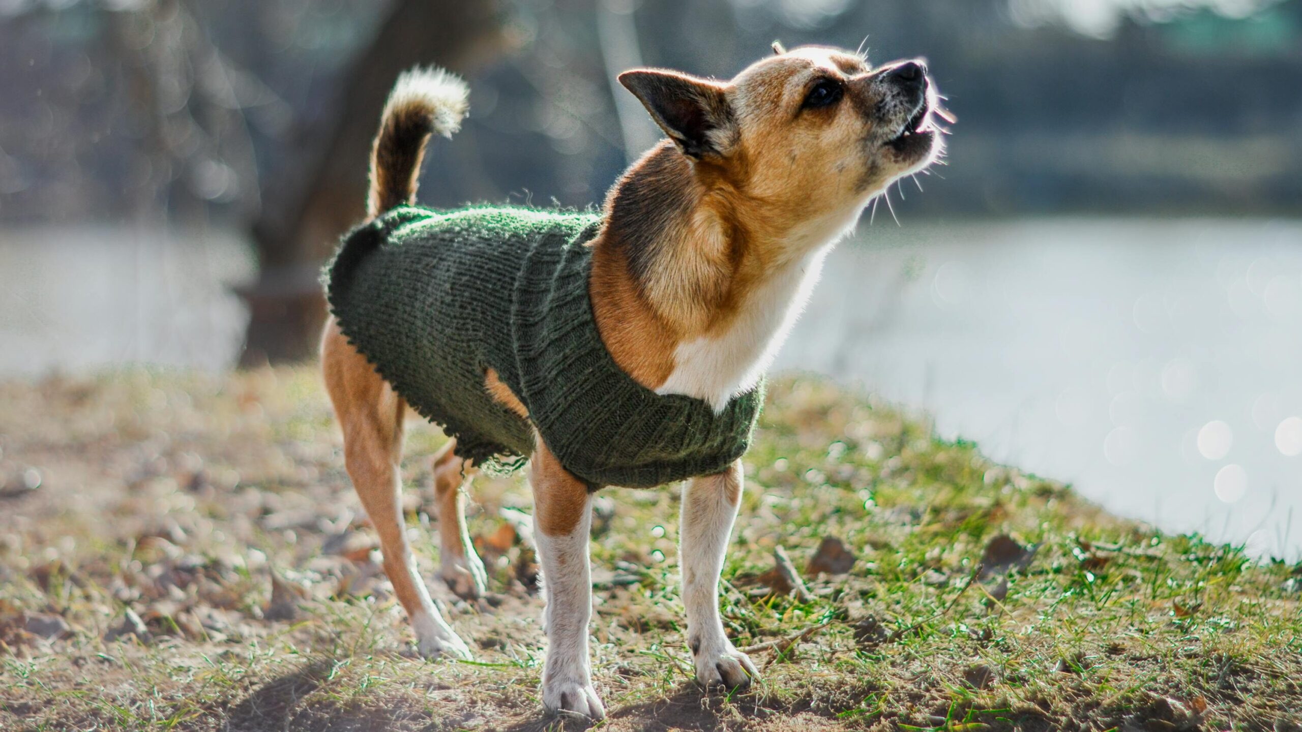 Barking Dog Standing on Dirt Ground