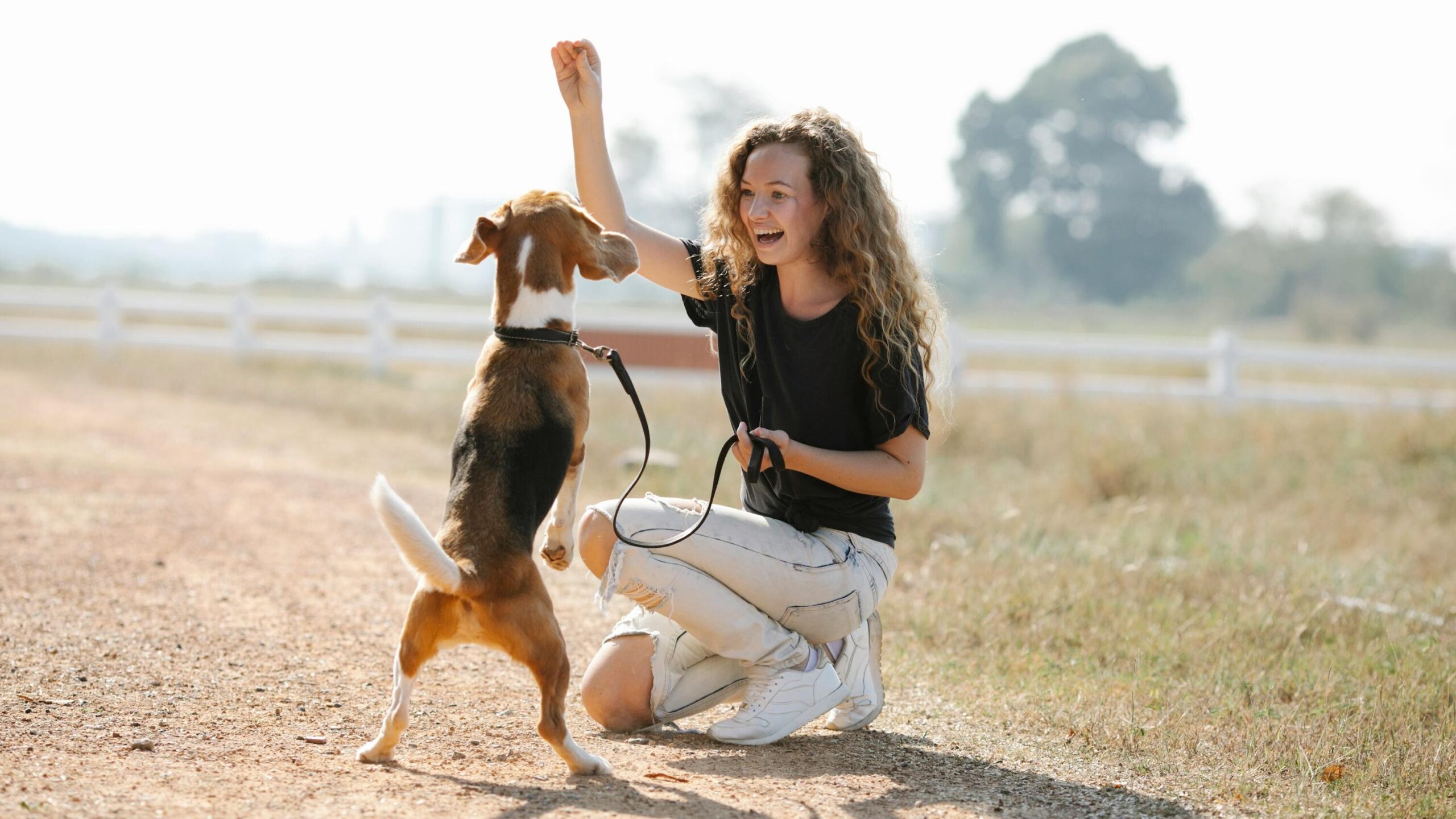 Full body optimistic young female with curly hair smiling and teaching Beagle dog beg command on sunny summer day in countryside