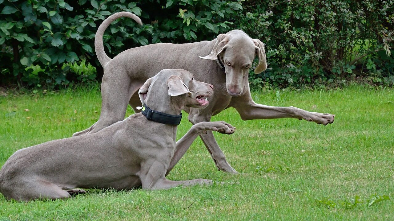 dog, dog greeting, two dogs