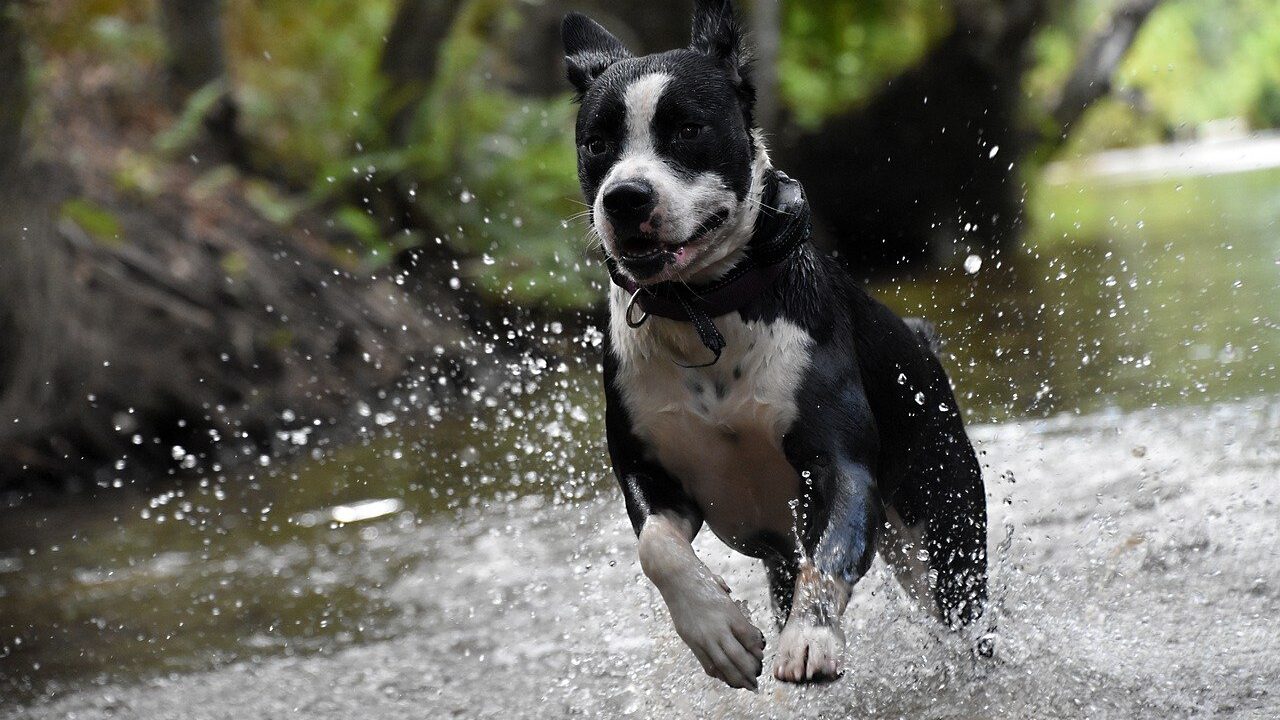dog, happy, pet