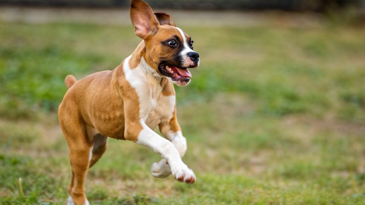 dog playing, dog, pet