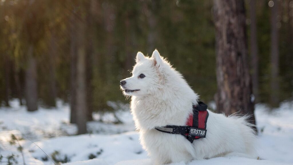 animal, dog, samoyed