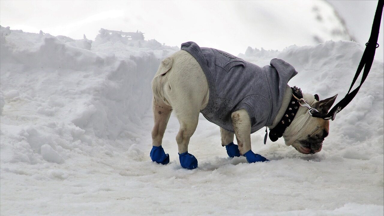 dog, shoes, on a leash