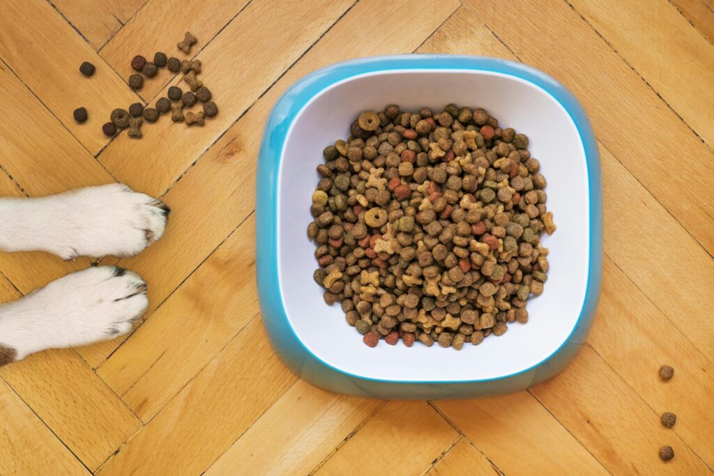 Overhead Shot of Dog Food in a White and Blue Bowl